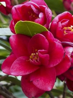 Camélia champêtre - Camellia Fairy Wand