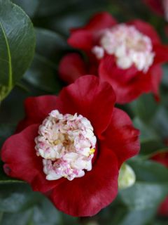 Camélia Bokuhan - Camellia japonica Camélia Bokuhan - Camellia japonica