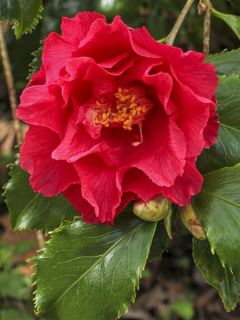 Camelia Holly Bright - Camellia japonica Camelia Holly Bright - Camellia japonica