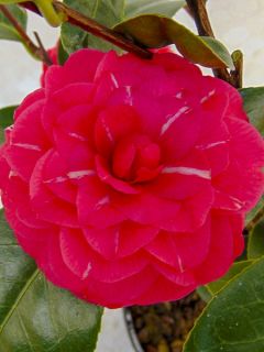 Camélia du Japon 'Il Gioiello' Camélia du Japon 'Il Gioiello'