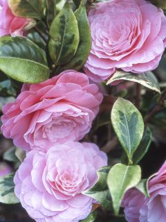 Camélia classique - Camellia Kerguelen Camélia classique - Camellia Kerguelen