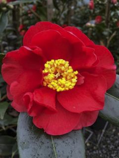 Camélia San dimas - Camellia japonica Camélia San dimas - Camellia japonica