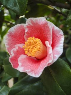 Camelia Sanpei Tsubaki - Camellia japonica Camelia Sanpei Tsubaki - Camellia japonica