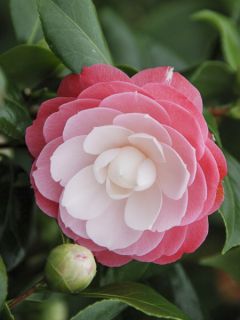 Camélia du Japon 'Sweet Olive' Camélia du Japon 'Sweet Olive'