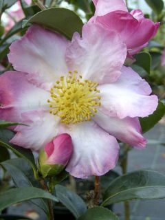 Camélia d'automne - Camellia Gay Border Camélia d'automne - Camellia Gay Border