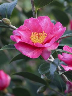 Camélia d'automne - Camellia sasanqua Kanjiro Camélia d'automne - Camellia sasanqua Kanjiro