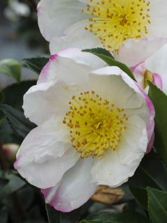 Camelia d'automne - Camelia sasanqua Narumi Gaita Camelia d'automne - Camelia sasanqua Narumi Gaita