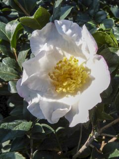 Camelia d'automne - Camelia Setsugekka Camelia d'automne - Camelia Setsugekka