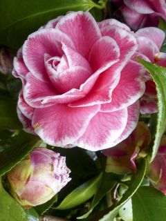 Camélia classique - Camellia Tom Pouce Camélia classique - Camellia Tom Pouce