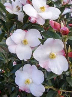Camellia Transtasman Camellia Transtasman