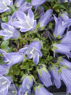 Campanule chamissonii Major