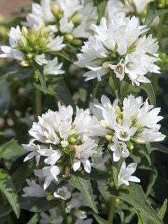 Campanule fluette 'Alba'