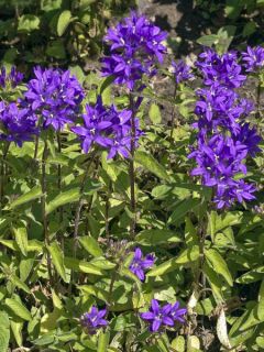 Campanule glomerata var. dahurica