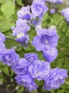 Campanule haylodgensis Plena