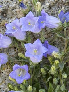 Campanule haylodgensis Yvonne