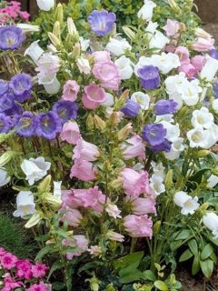 Campanule 'Calycanthema'