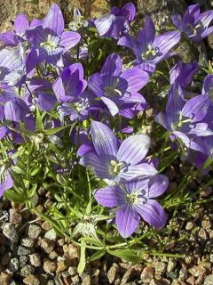 Graines de Campanule rameuse Meteora - Campanula ramosissima Meteora