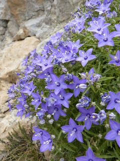Campanule waldsteiniana