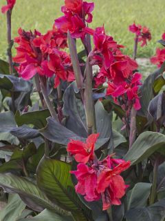 Canna 'Feu Magique'