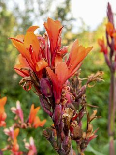 Canna 'Grand Duc'