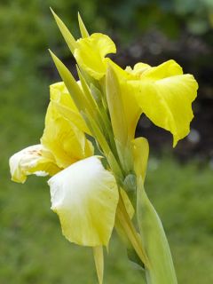 Canna Felix Ragout - Balisier jaune et blanc
