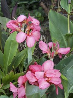 Canna Felix Roux - Balisier nain à fleurs rouge pâle