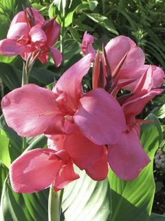 Canna 'Pink President'
