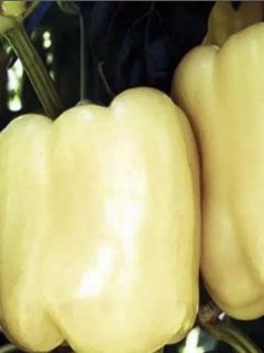 Poivron 'Bellkaro F1'