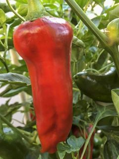 Poivron Corno di Toro Rosso Bio - Ferme de Ste Marthe