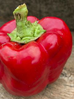 Poivron Estérel HF1 (Création Vilmorin)  - Vilmorin