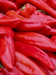 Poivron Lipari F1 en plants BIO - Poivron corne de taureau hybride - Capsicum annuum
