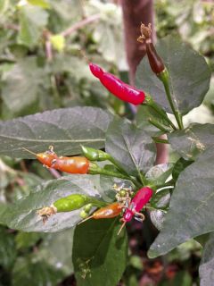 Piment 'Tabasco'