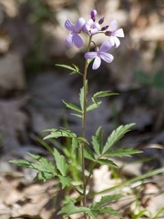 Cardamine bulbifera, Cresson des près