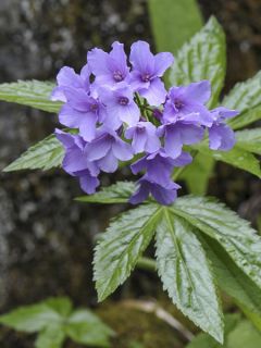 Cardamine pentaphylla, Cresson des près