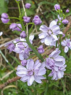 Cardamine pratensis Flore Pleno, Cresson des près