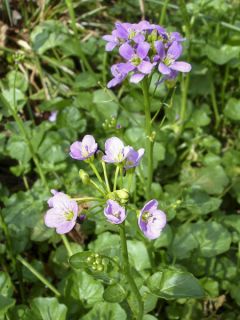 Cardamine raphanifolia, Cresson des près