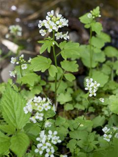Cardamine yezoensis, Cresson des près