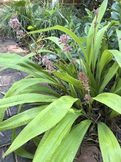 Carex scaposa - Laîche de Chine