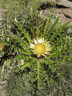 Carlina acanthifolia