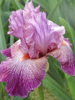 Iris germanica Anything Goes