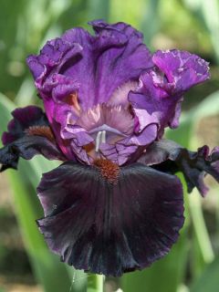 Iris germanica Saturn