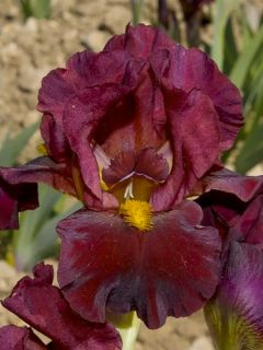Iris germanica Young Blood - Iris des Jardins