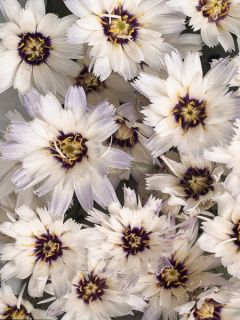 Catananche caerulea Amor Blue/White - Cupidone