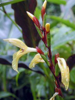 Gingembre de l'Himalaya gracilis