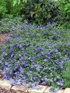 Ceanothus prostratus - Céanothe prostré. Ceanothus prostratus - Céanothe prostré.