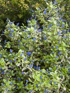 Céanothe thyrsiflorus African Queen - Lilas de Californie Céanothe thyrsiflorus African Queen - Lilas de Californie