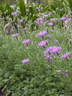 Centaurée, Centaurea bella