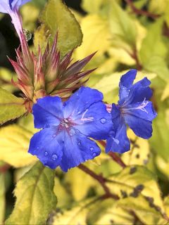 CERASTOSTIGMA will. Sapphire ring®