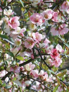 Chaenomeles cathayensis - Cognassier de Cathay