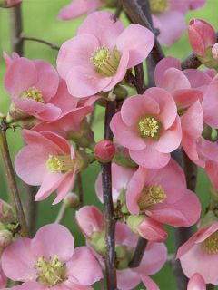 Cognassier du Japon, Chaenomeles speciosa Eximia